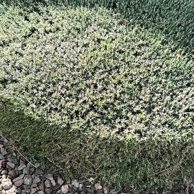 Photo of the plant species Kinnikinnick by @TopGuepinia67 named Einstein on Greg, the plant care app