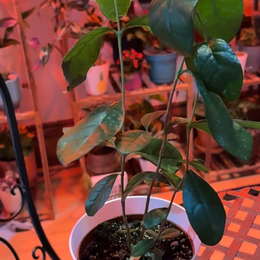 Photo of the plant species Pineapple Guava 'Apollo' by @JPC named Ava on Greg, the plant care app