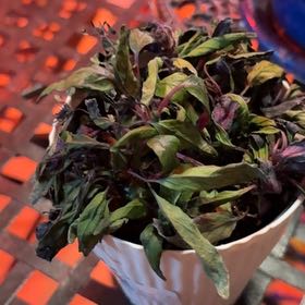 Photo of the plant species Exotic Angel by @JPC named Huckleberry Fern on Greg, the plant care app