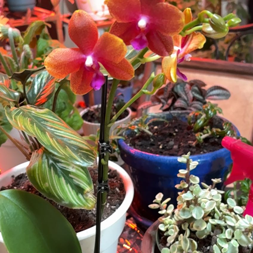 Photo of the plant species Cattleya Orchid by @JPC named Honey on Greg, the plant care app
