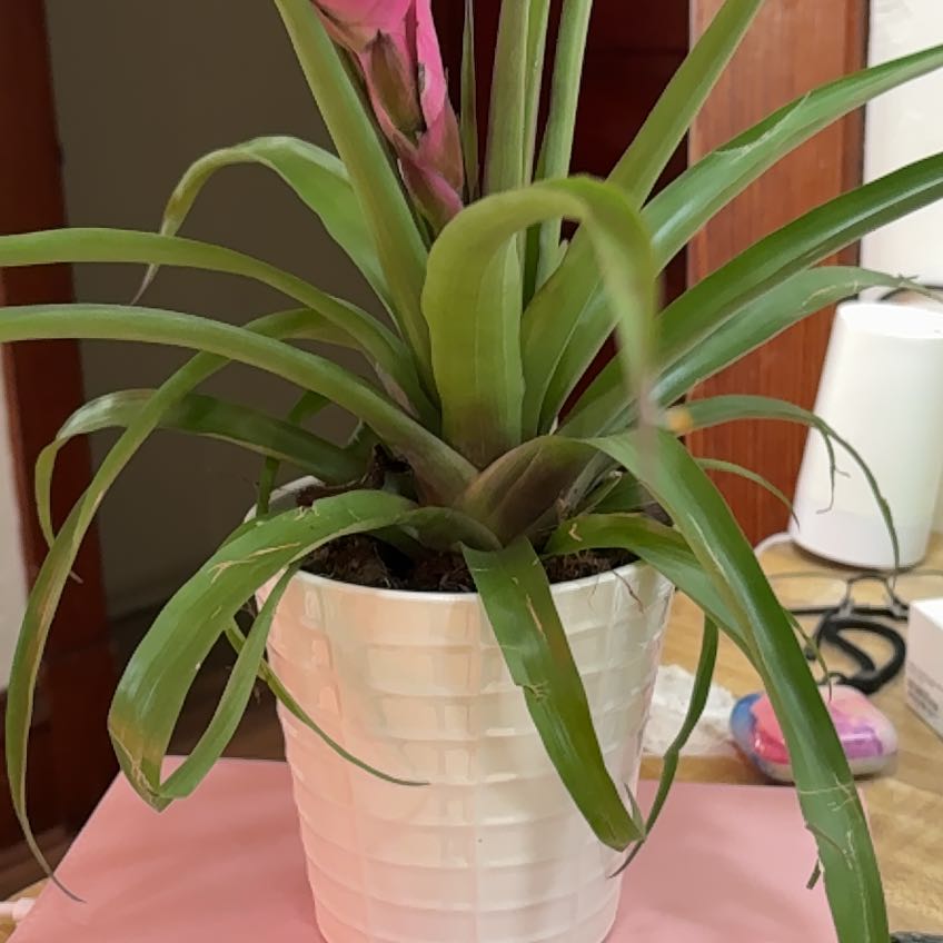 Photo of the plant species Red Bromelaid by @JPC named Spike Leaves on Greg, the plant care app