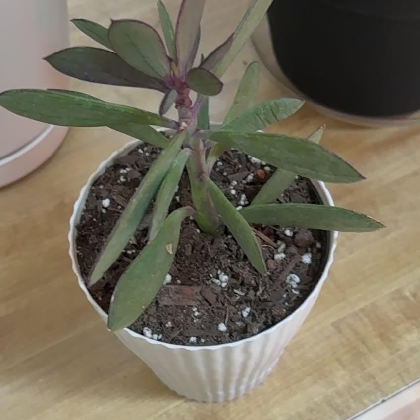 Photo of the plant species Vertical Leaf Senecio by @JPC named Tinker on Greg, the plant care app