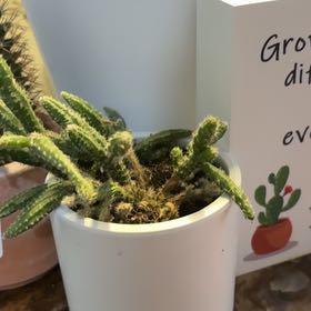 Photo of the plant species Mouse Tail Cactus by @JPC named Mouse on Greg, the plant care app