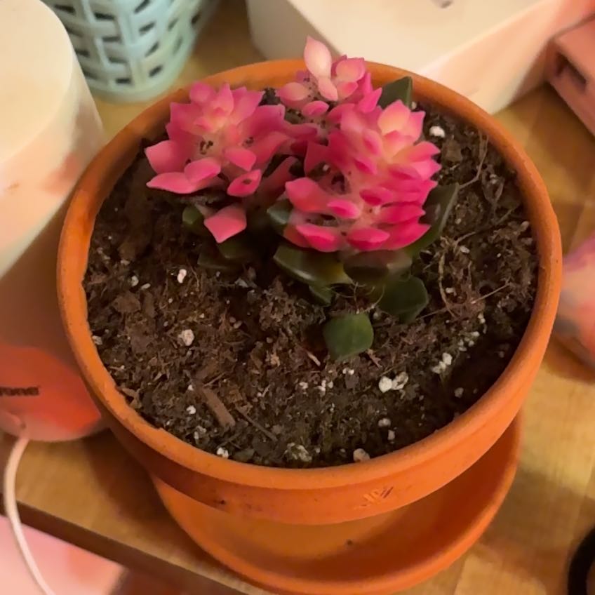Photo of the plant species Sunrise Succulent by @JPC named Sunny on Greg, the plant care app
