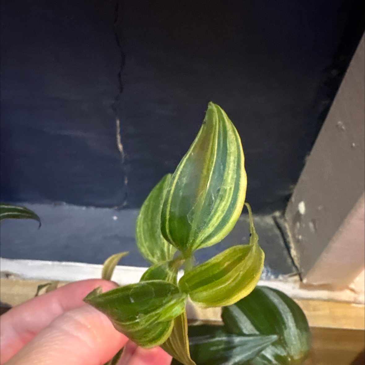 Photo of the plant species green and white tradescantia by @JPC named Coco on Greg, the plant care app