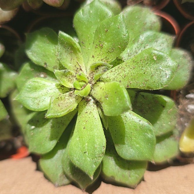 Photo of the plant species Rose Moss by @VipKale36 named McKinley on Greg, the plant care app