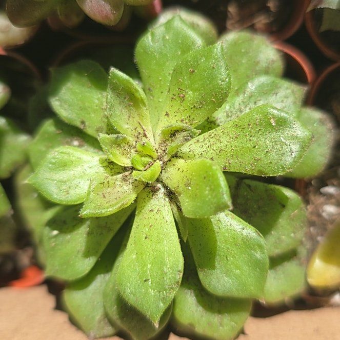 Photo of the plant species Rose Moss by @VipKale36 named Osmo on Greg, the plant care app
