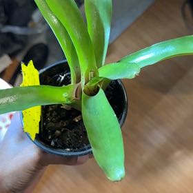 Photo of the plant species Assorted Bromeliad by @TutorViszsla34 named Emerson on Greg, the plant care app