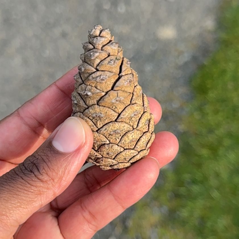 Photo of the plant species Picea glauca by @TutorViszsla34 named Sonora on Greg, the plant care app