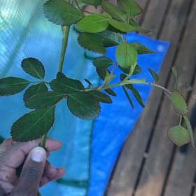 Photo of the plant species Multiflora Rose by @TutorViszsla34 named Oscar on Greg, the plant care app