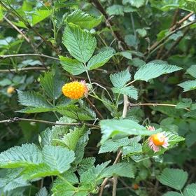 Photo of the plant species Salmonberry by @TutorViszsla34 named Harper on Greg, the plant care app