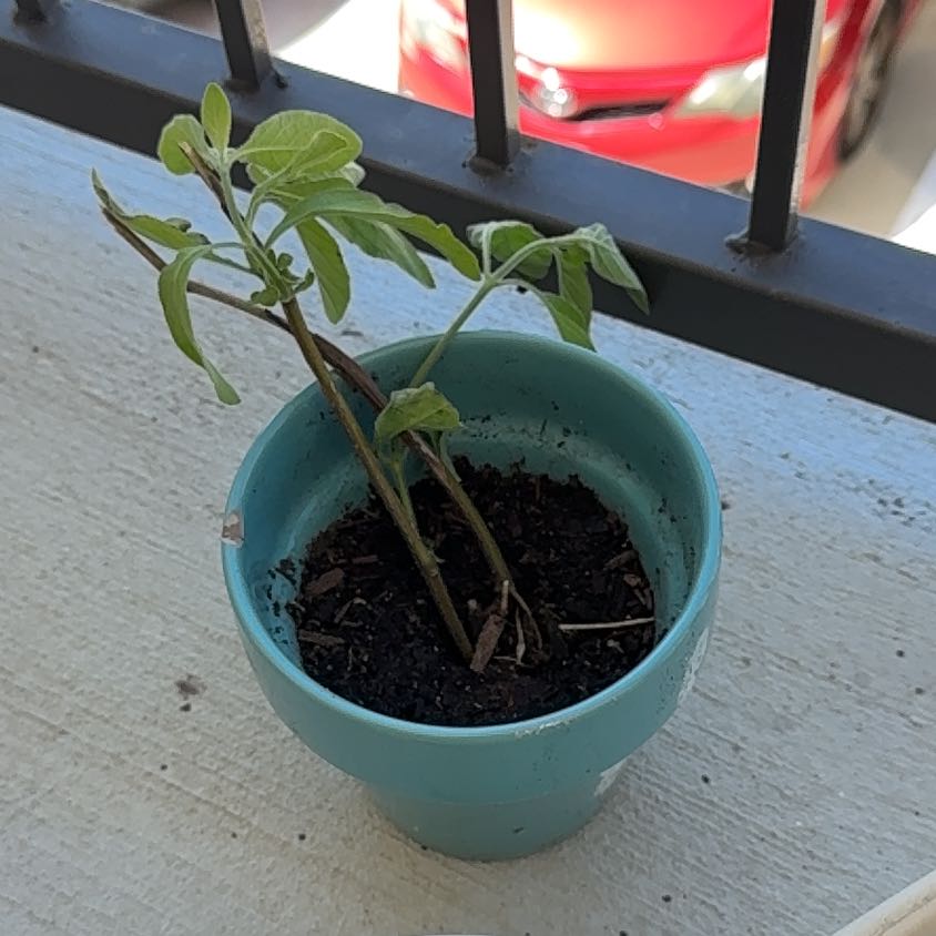 Photo of the plant species Justicia by @UnfeignedMira44 named Justice on Greg, the plant care app