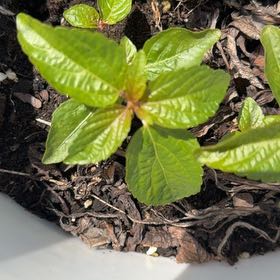 Photo of the plant species Virginia Copperleaf by @WhizRedtree98 named Curie on Greg, the plant care app
