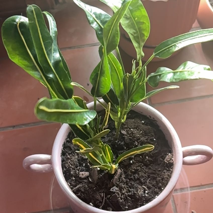 Photo of the plant species Banana Croton by @HighPeyote64 named Miley on Greg, the plant care app