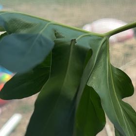 Photo of the plant species Fortune's Spindle by @AngelMangeao62 named Lebron on Greg, the plant care app