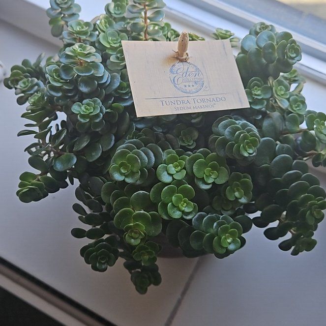 Photo of the plant species Sedum 'Tundra Tornado' by @littleplantie named Mando on Greg, the plant care app