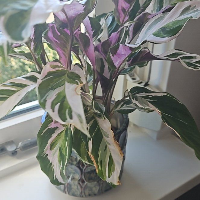 Photo of the plant species Calathea Stella by @littleplantie named Stella on Greg, the plant care app