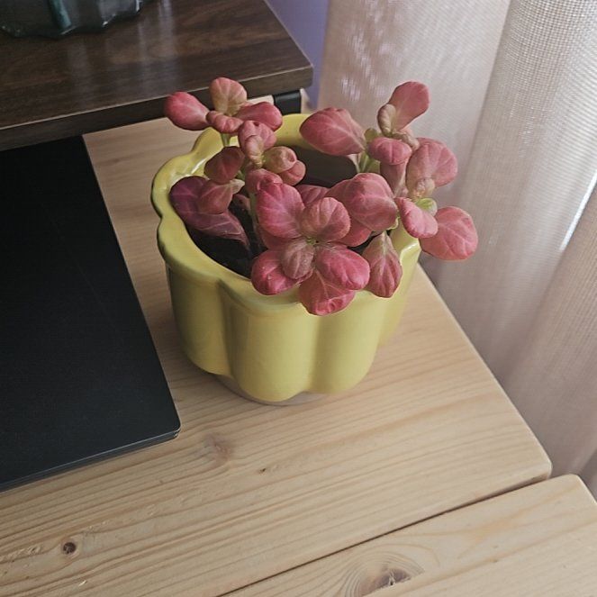 Photo of the plant species Akebia Quinata by @littleplantie named Rietje on Greg, the plant care app