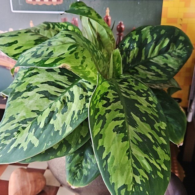 Photo of the plant species Homalomena 'Camouflage' by @littleplantie named Gecko on Greg, the plant care app