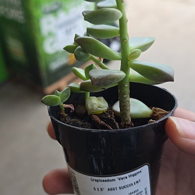 Photo of the plant species Graptosedum 'Vera Higgins' by @DesirousLilac named Shakira on Greg, the plant care app