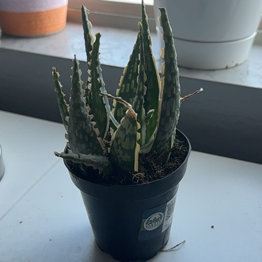 Photo of the plant species Aloe 'Krakatoa' by @LightIcecaps98 named Toatoa on Greg, the plant care app