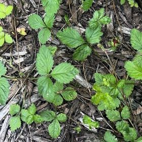 Photo of the plant species Mock Strawberry by @GoddessAnahaw66 named Planty on Greg, the plant care app