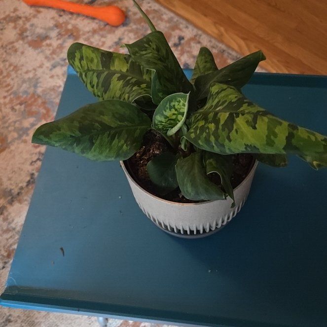 Photo of the plant species Homalomena 'Camouflage' by @HeadToropapa93 named Elina on Greg, the plant care app