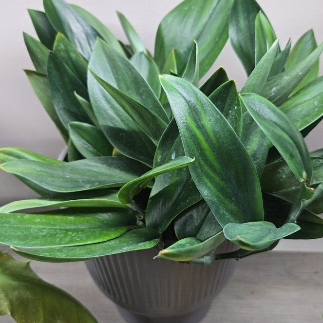 Photo of the plant species Scindapsus treubii 'Dark Form' Variegated by @HeadToropapa93 named Spike Leaves on Greg, the plant care app