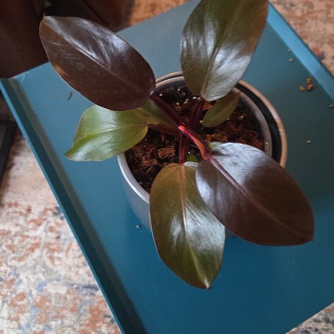 Photo of the plant species Philodendron 'Imperial Red' by @HeadToropapa93 named Nemo on Greg, the plant care app