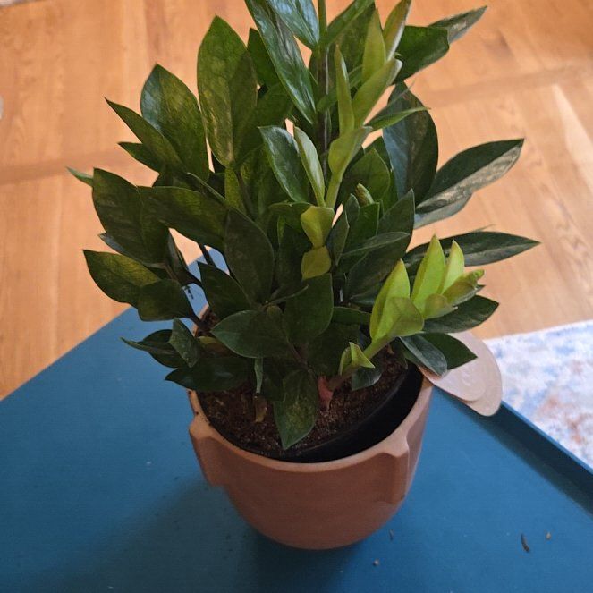 Photo of the plant species ZZ chameleon by @HeadToropapa93 named Diana on Greg, the plant care app