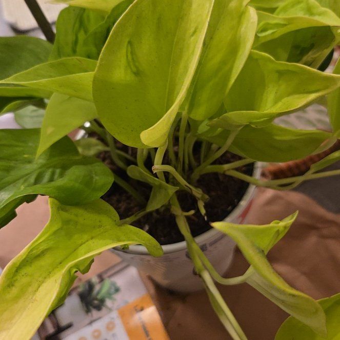 Photo of the plant species Champs Elysees pothos by @HeadToropapa93 named Dolores on Greg, the plant care app
