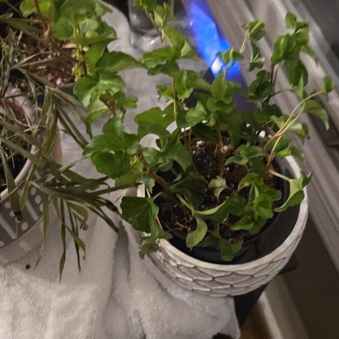 Photo of the plant species Curly Locks Ivy by @HeadToropapa93 named Apollo on Greg, the plant care app