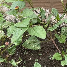 Photo of the plant species Cutleaf Groundcherry by @SuperAnacua40 named Kesha on Greg, the plant care app
