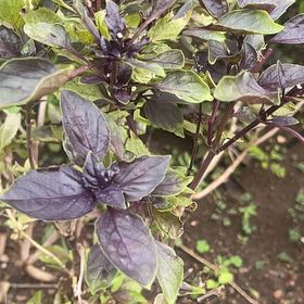 Photo of the plant species Mexican Grain Amaranth by @SuperAnacua40 named Walt on Greg, the plant care app