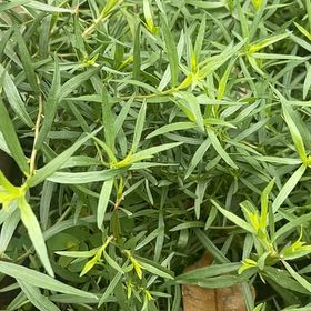 Photo of the plant species Mexican Burningbush by @SuperAnacua40 named Robert Plant on Greg, the plant care app