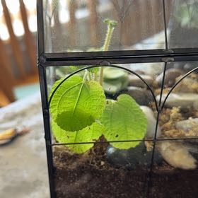 Photo of the plant species Ramie Chinese Grass by @NeatAnacua33 named Foxxy on Greg, the plant care app