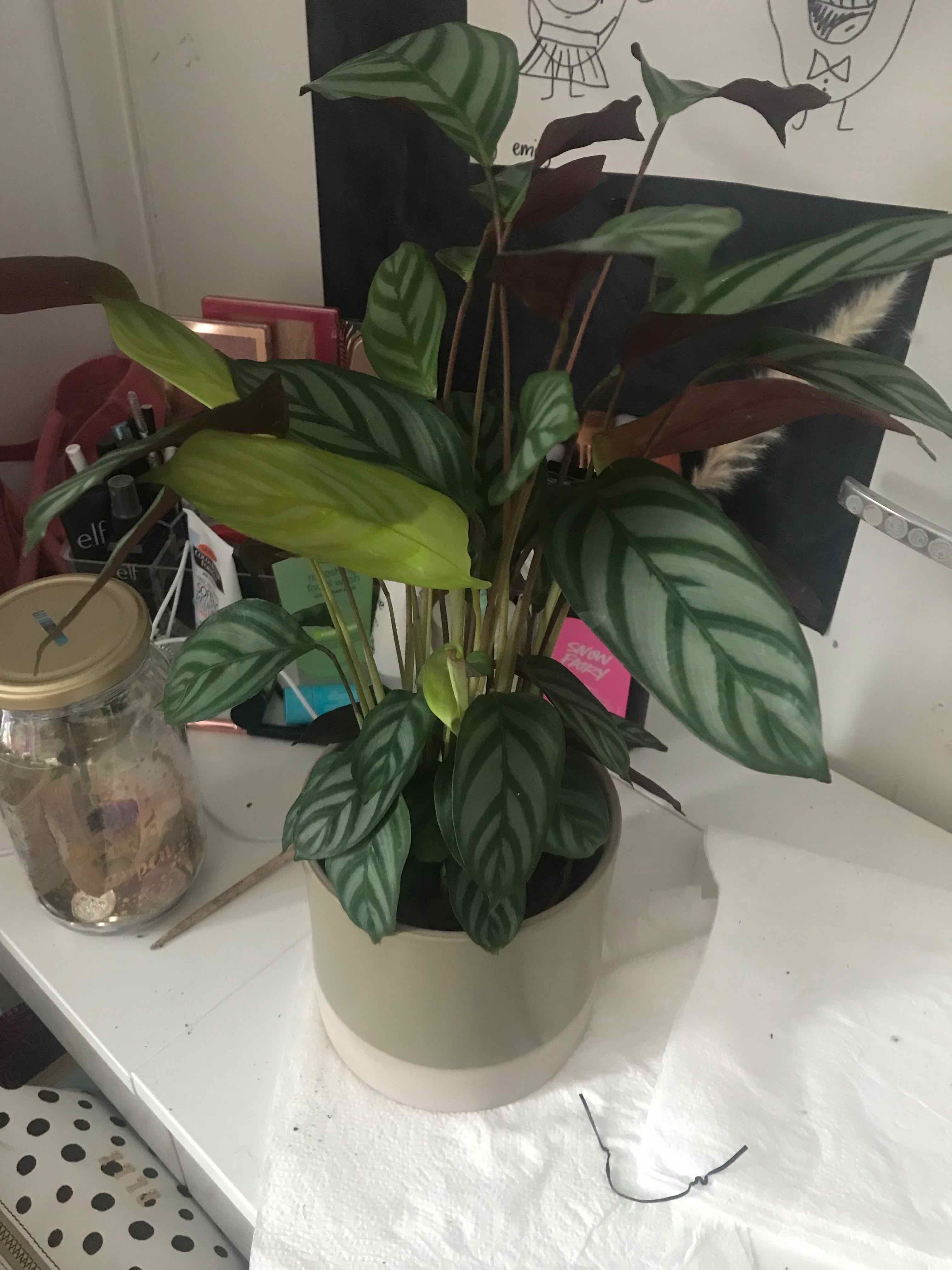 Plant care for calathea holiday on Greg, the plant care app
