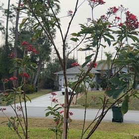 Photo of the plant species Spicy Jatropha by @PoisedDamiana75 named Remington on Greg, the plant care app