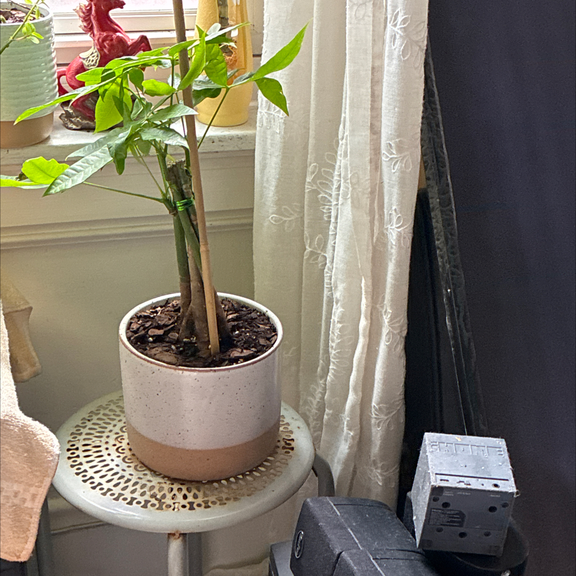 Photo of the plant species Lucky Bean Tree by @BuoyantAraceae named Mando on Greg, the plant care app