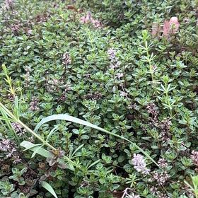 Photo of the plant species Large Thyme by @ZarfLithops14 named Queen on Greg, the plant care app