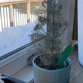 Photo of the plant species Stone Pine by @ProAlbo14 named Shakira on Greg, the plant care app