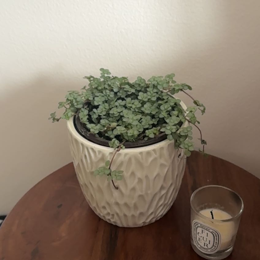 Photo of the plant species Pilea 'Silver Sparkle' by @CunningBonsi10 named Cleopatra on Greg, the plant care app