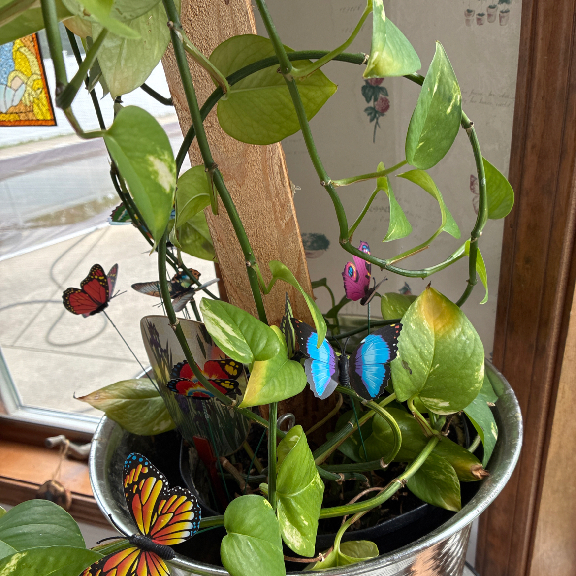 Photo of the plant species Cowslip Primrose by @UntarnishedFern named Eva on Greg, the plant care app