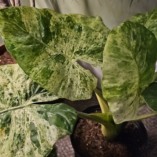 Photo of the plant species alocasia odora by @HeraldedRedvein named Wall-E on Greg, the plant care app