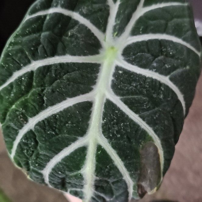Photo of the plant species alocasia ninja by @HeraldedRedvein named Plato on Greg, the plant care app