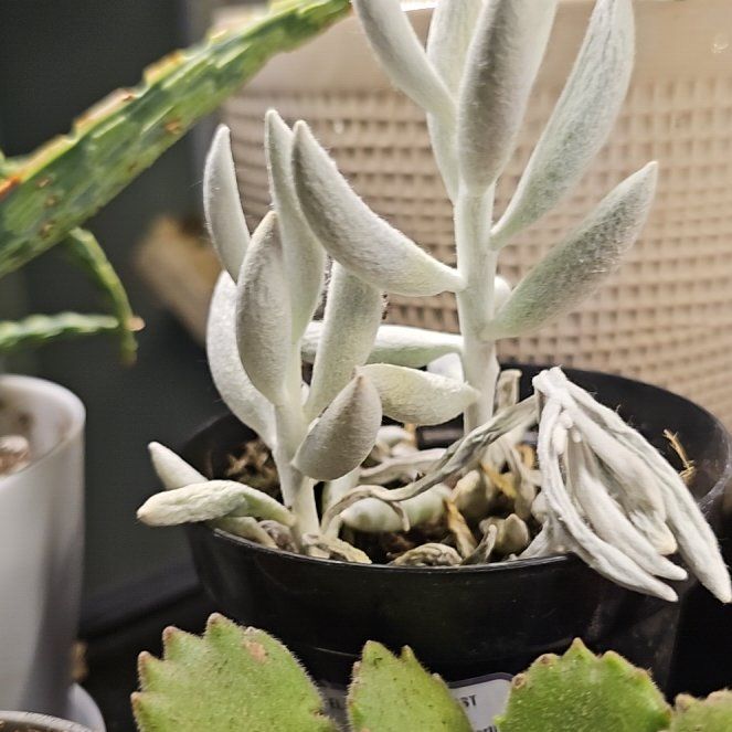 Photo of the plant species Cocoon Plant by @HeraldedRedvein named Winston on Greg, the plant care app
