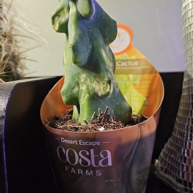 Photo of the plant species Boobie Cactus by @HeraldedRedvein named Muhammad Ali on Greg, the plant care app