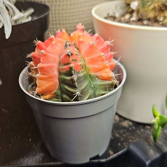 Photo of the plant species Moon Cactus by @HeraldedRedvein named Fernie Mac on Greg, the plant care app