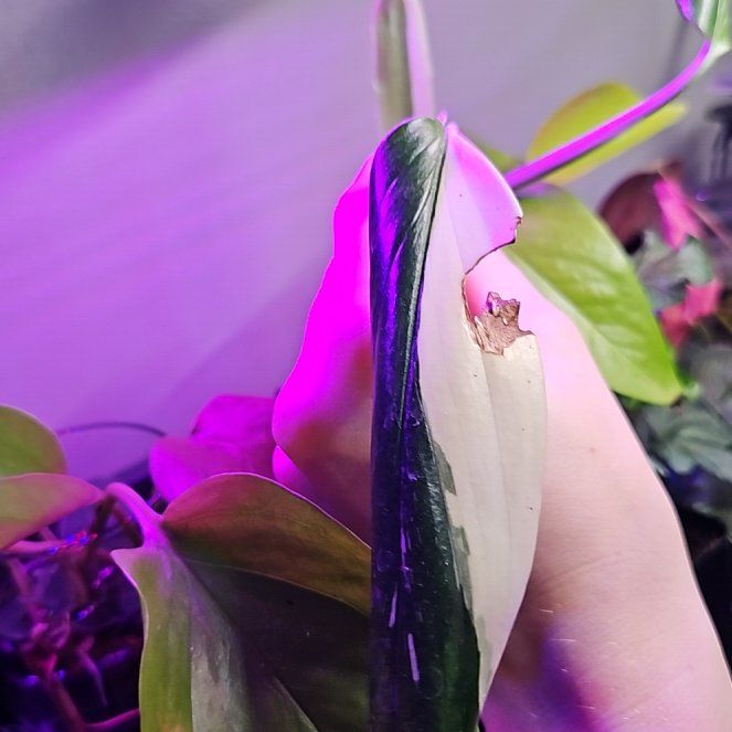 Photo of the plant species monstera standleyana by @HeraldedRedvein named Leonardo on Greg, the plant care app