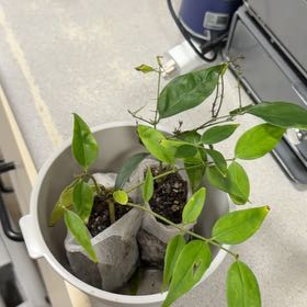 Photo of the plant species Bowerplant by @LeadTamarack33 named Marley on Greg, the plant care app